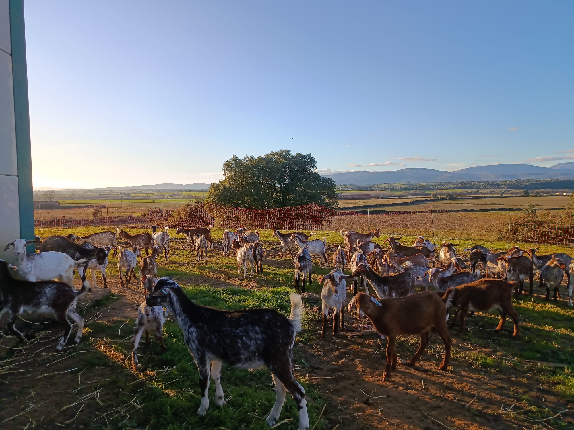 AT Granja 2