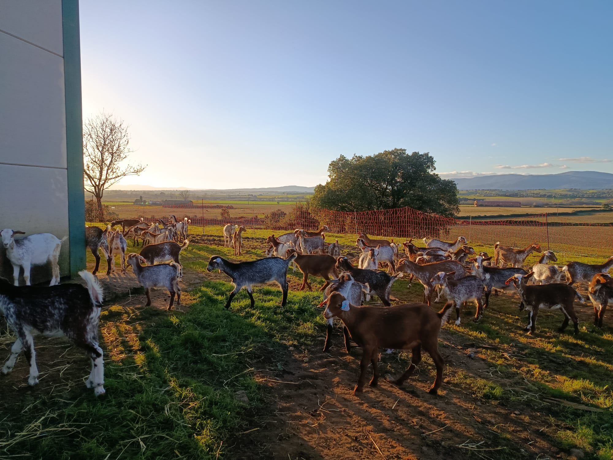 AT Granja